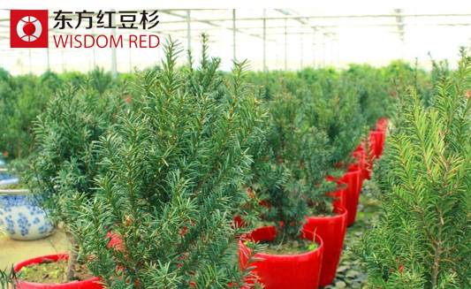 居室里摆放红豆杉盆景真能调整风水吗？