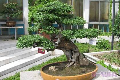 榕树盆景风水有什么用途?