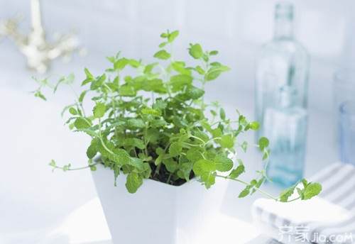 家里的室内盆景风水 用8点最好  图片