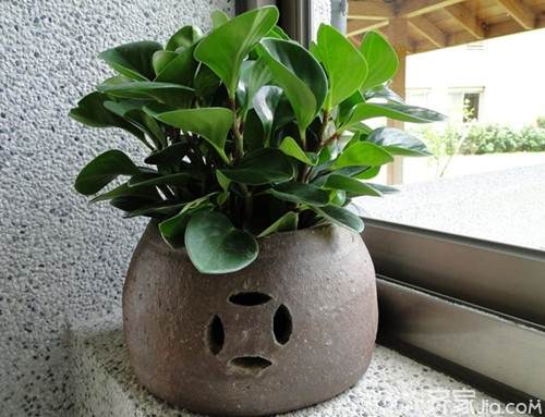 家里的室内盆景风水 用8点最好  图片