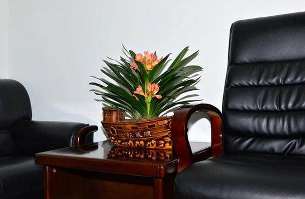 在公司 摆放盆景风水禁忌简介