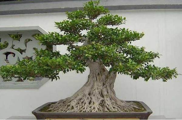 在公司 摆放盆景风水禁忌简介