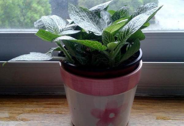 在公司 摆放盆景风水禁忌简介