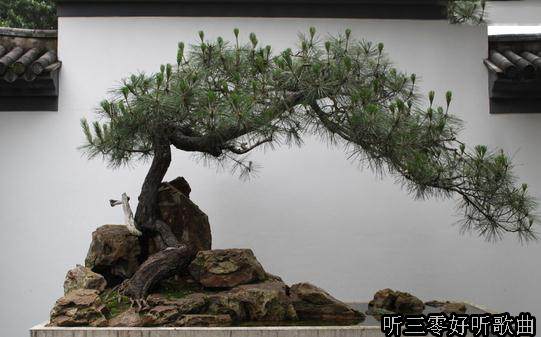 如何养殖修剪黑松盆景的方法