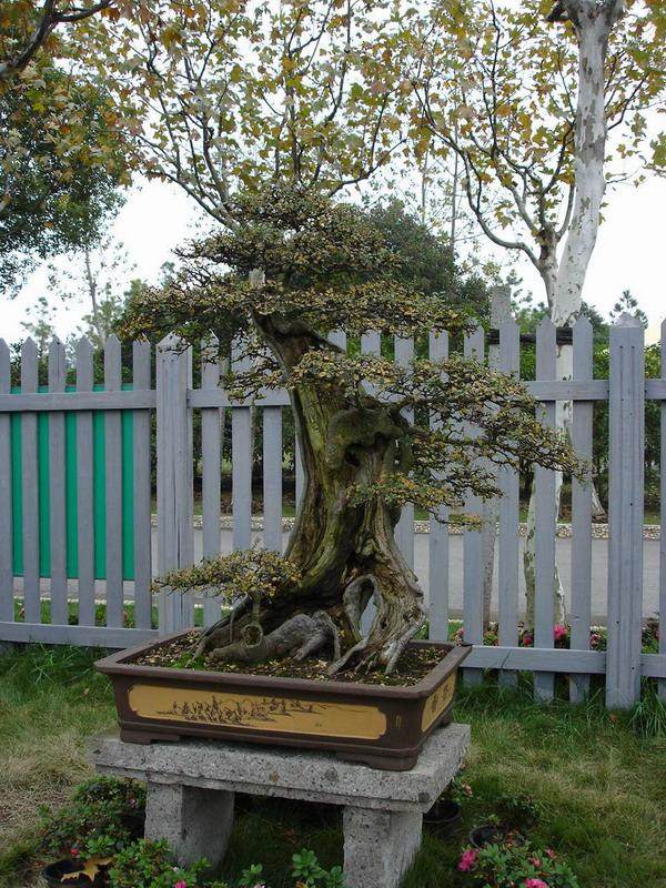 盆景的风水效用