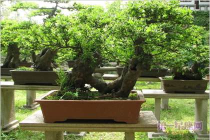 如何利用盆景提升风水运势