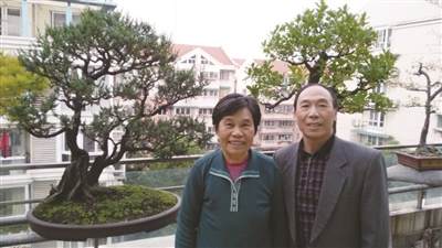 宁波市民 痴迷盆景 三十年圆梦