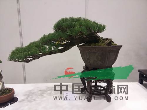 盆景3.jpg 盆景为何那么贵?贵在哪?