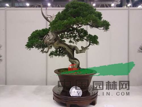 盆景1.jpg 盆景为何那么贵?贵在哪?