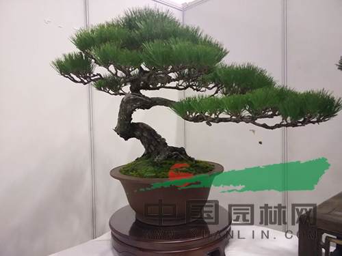 盆景2.jpg 盆景为何那么贵?贵在哪?