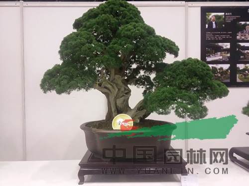 盆景.jpg 盆景为何那么贵?贵在哪?