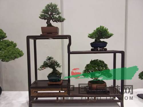 盆景5.jpg 盆景为何那么贵?贵在哪?