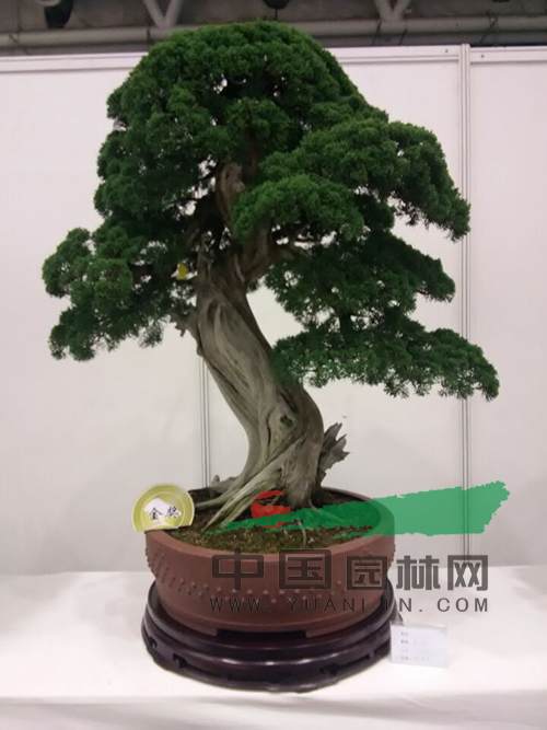 盆景4.jpg 盆景为何那么贵?贵在哪?