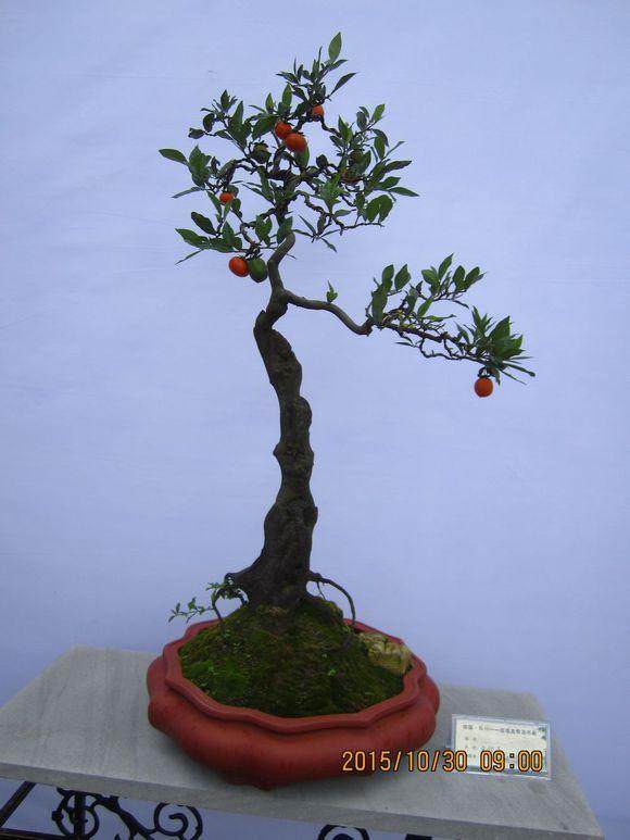 湖北首档花木盆景节目 将开播