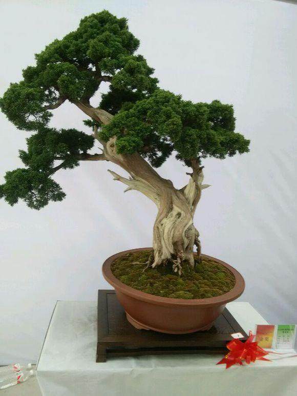 如今通过互联网营销 新沂盆景的知名度大幅提升