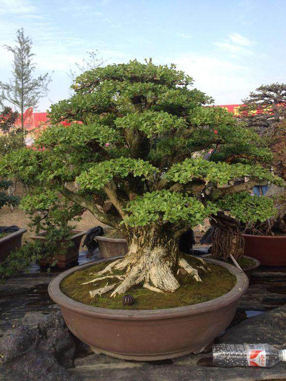 阳江日报盆景展在鸳鸯湖公园内举办