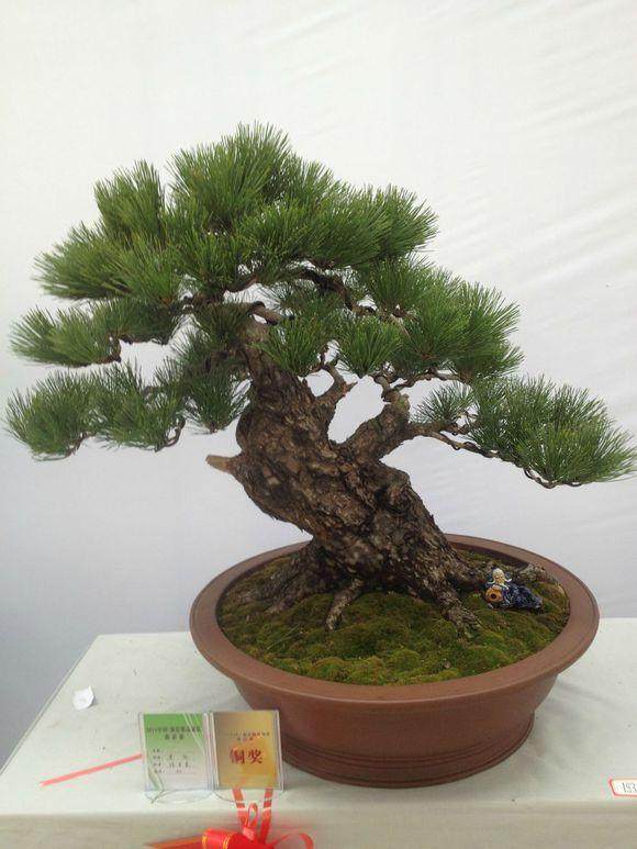 太原市600余件精美盆景等你来观赏