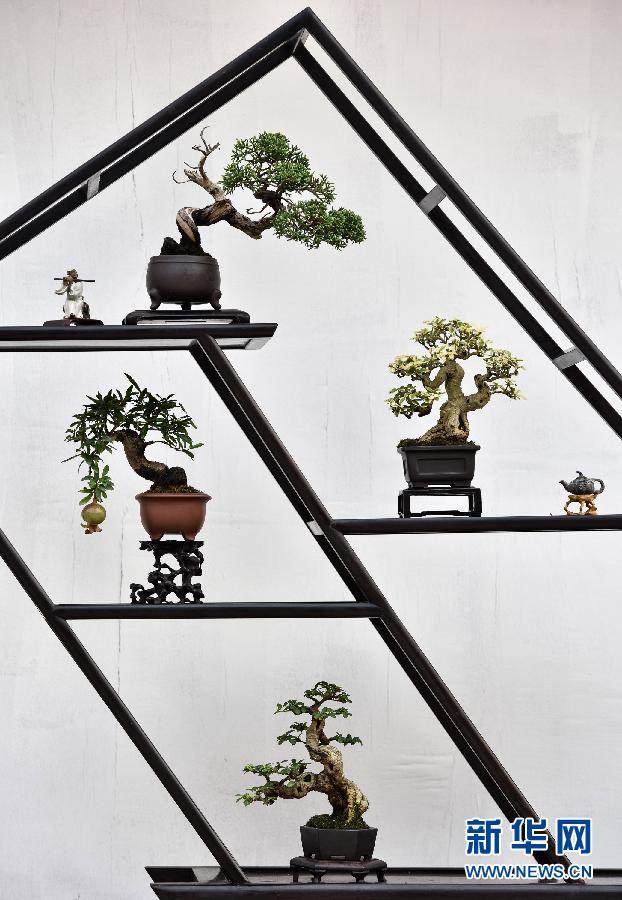 (新华网)(1)微型盆景——咫尺方寸蕴美景