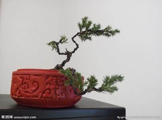 他创作的微型盆景被载入上海大世界吉尼斯记录