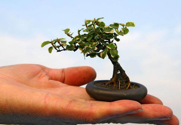 上海制作的微型盆景 在荷兰每盆可卖到30美元