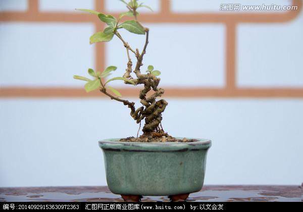 盆景 礼品工艺品饰品盆景微型盆景