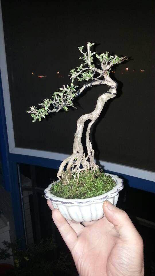 微型月季盆景获金奖