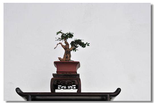 风车、灯塔一应俱全的日本微型盆景