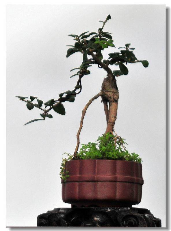 杭州郭庄承办2015浙派盆景作品展