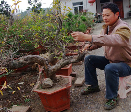 淮南的草书字盆景 惊艳你的眼眸