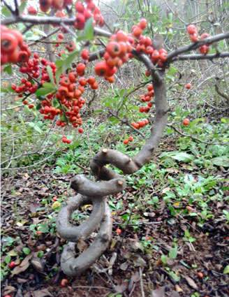淮南的草书字盆景 惊艳你的眼眸
