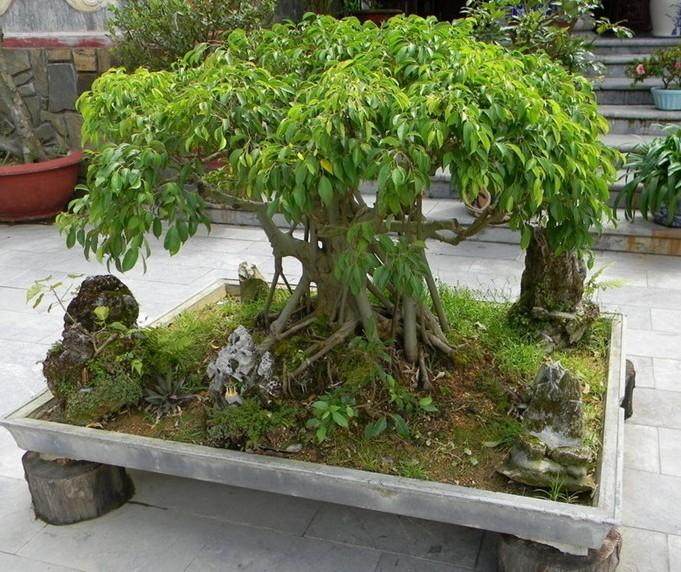 制作家庭盆景 会很有“钱”途