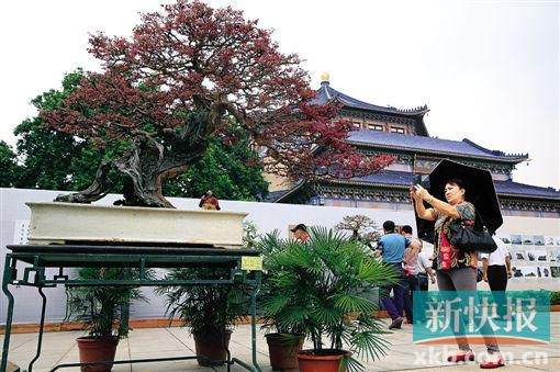 400多盆盆景等您来赏