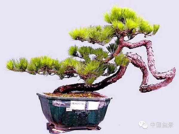 警惕松树盆景暗藏欺诈