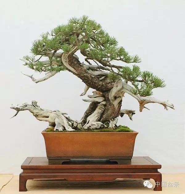 警惕松树盆景暗藏欺诈