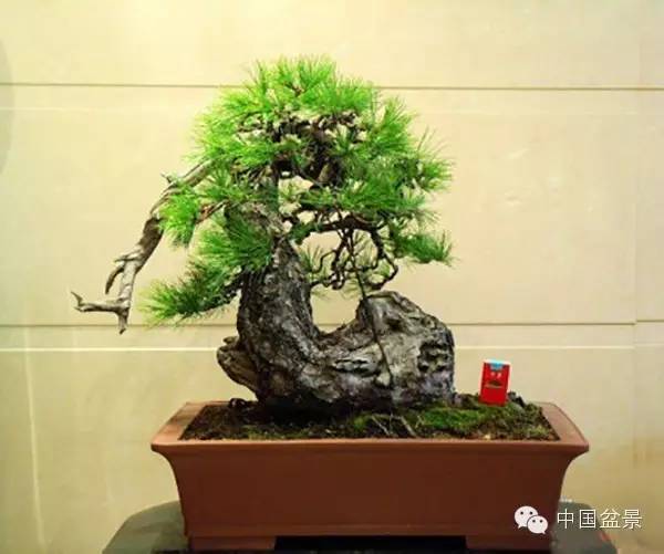 警惕松树盆景暗藏欺诈
