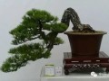 警惕松树盆景暗藏欺诈
