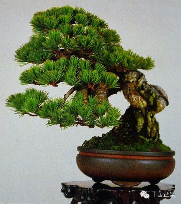 警惕松树盆景暗藏欺诈