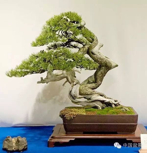 警惕松树盆景暗藏欺诈