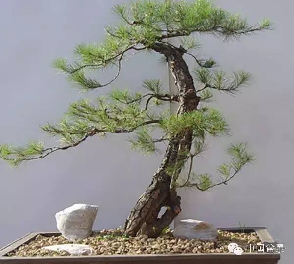 警惕松树盆景暗藏欺诈