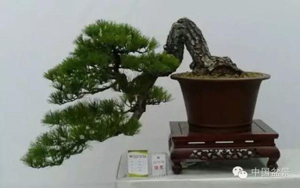 警惕松树盆景暗藏欺诈