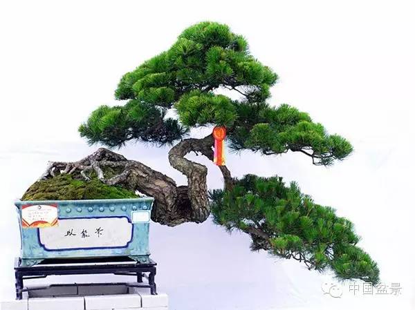 警惕松树盆景暗藏欺诈