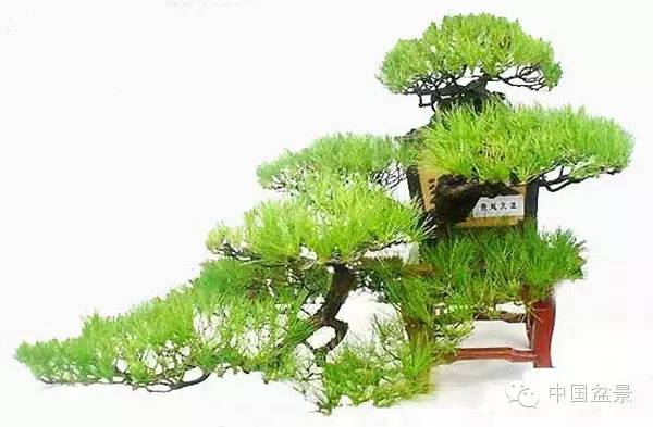 警惕松树盆景暗藏欺诈