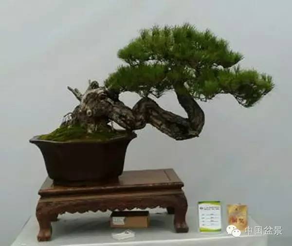 警惕松树盆景暗藏欺诈