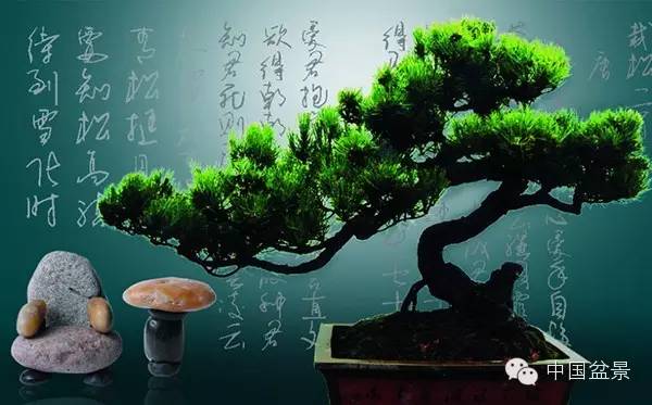 警惕松树盆景暗藏欺诈