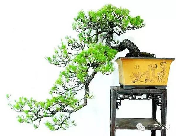 警惕松树盆景暗藏欺诈