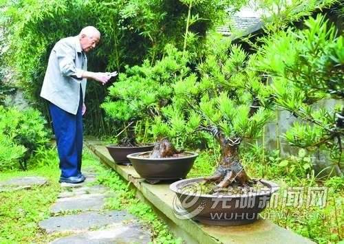 芜湖九旬老人 30年精心打造盆景300盆
