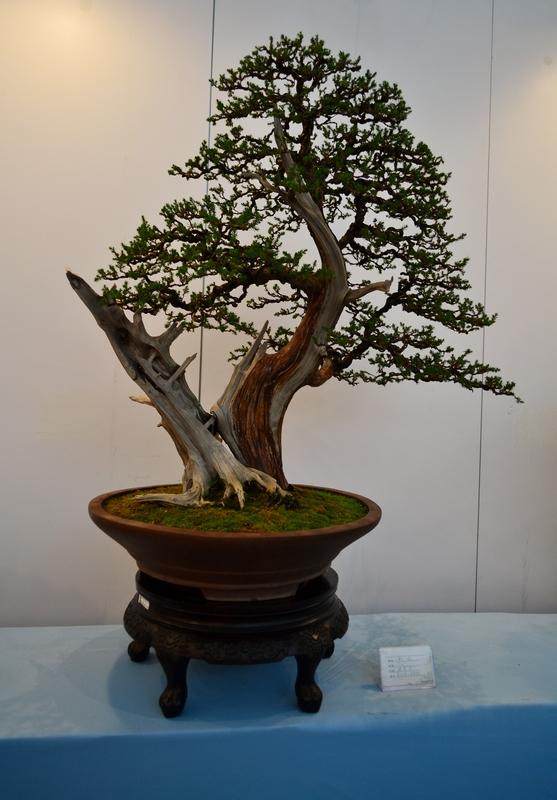 广州举办的2015国际盆景大会