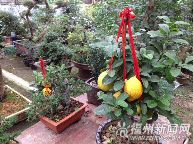 花卉市场&ldquo;寒意&rdquo;袭人　大盆景半个月卖不出一单