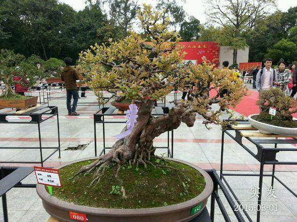 岭南中金集团公司韶关冶炼厂举办盆景展