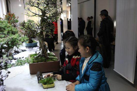 苏派盆景为中国盆景五大流派之重